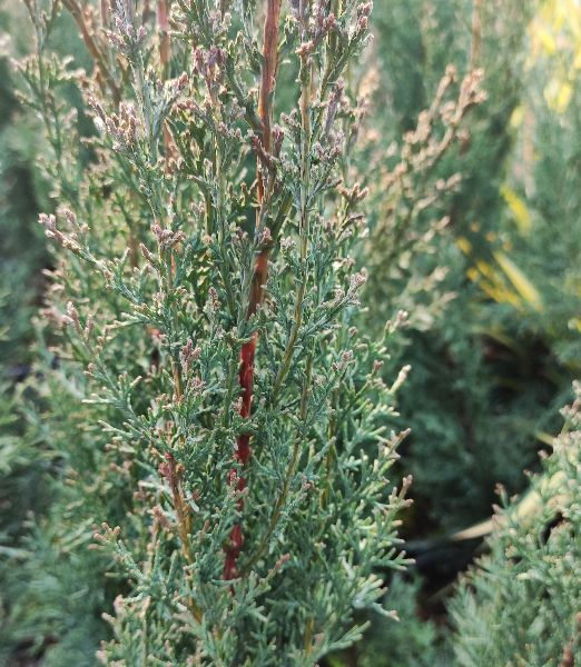 Cupressus sempervirens 'Garda'